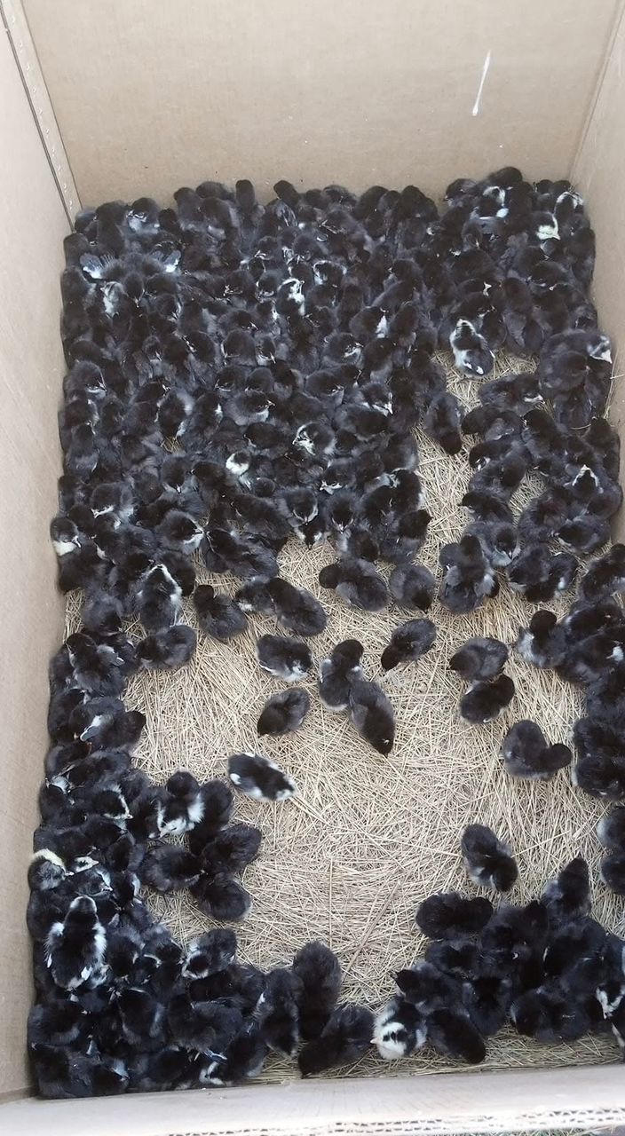 Baby chicks