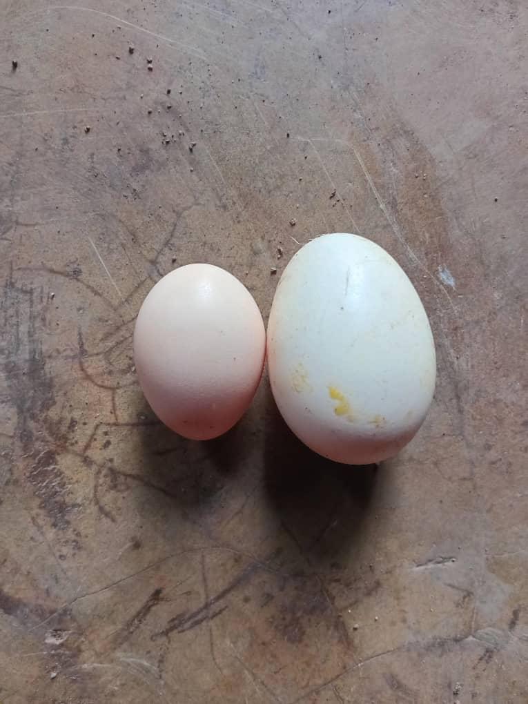 Egg size comparison