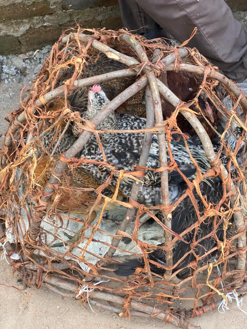 Chickens in basket