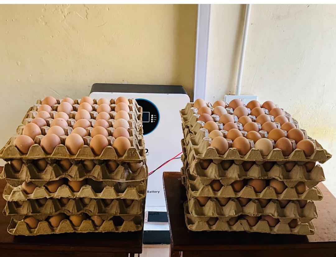 Fertilized egg trays