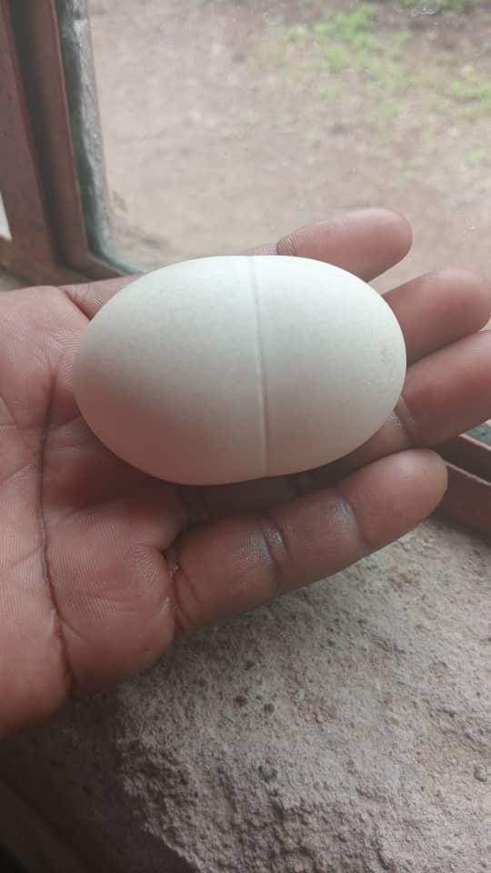 Fresh egg