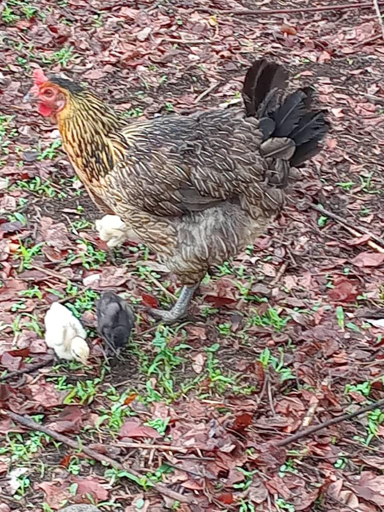 Hen with chicks foraging