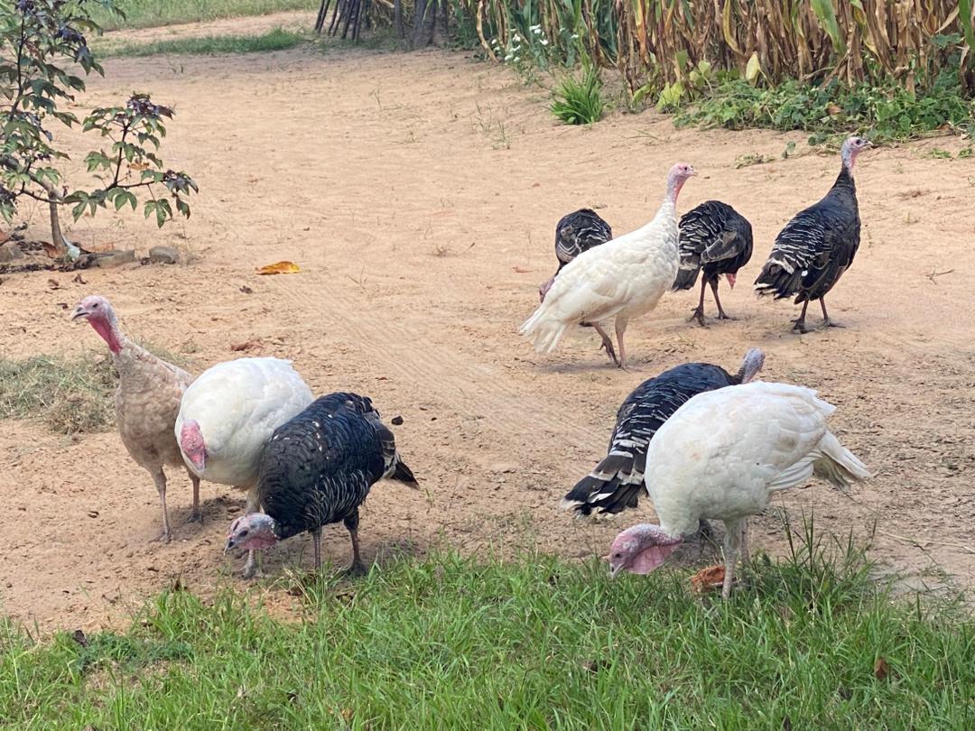 Free-range turkeys