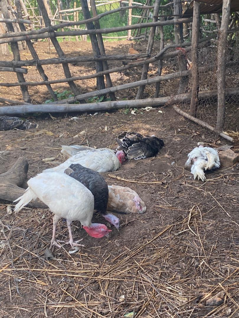 Turkeys in farm
