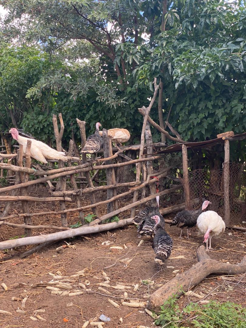 Heritage turkeys on fence