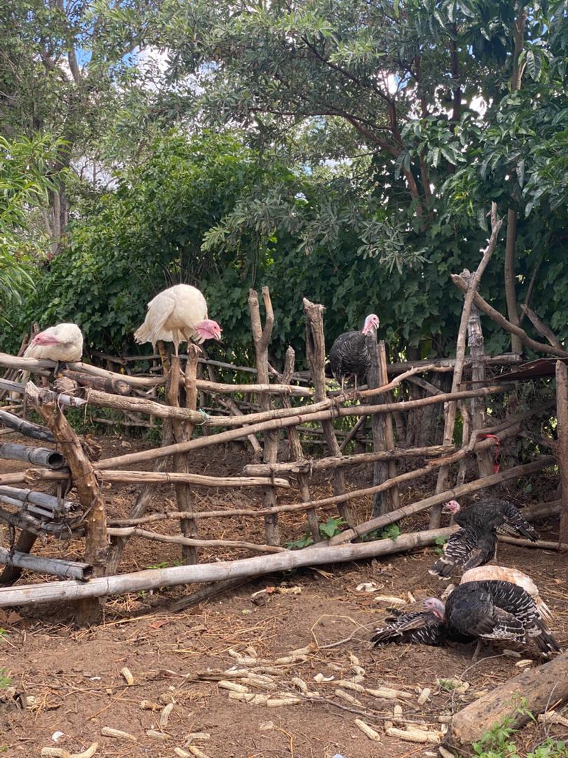 Turkeys in enclosure