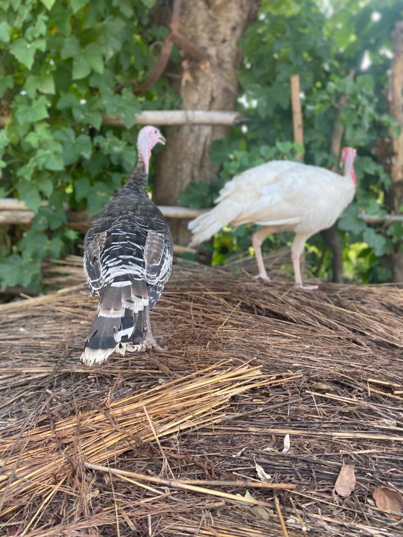 Heritage turkeys