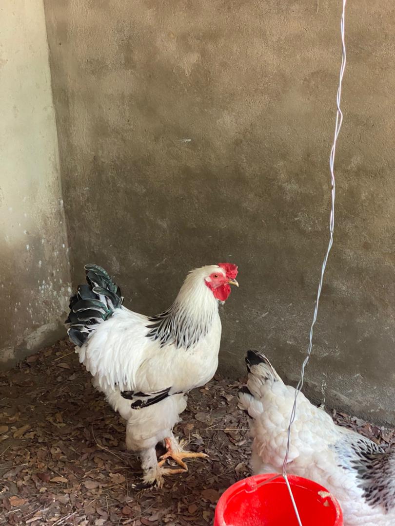 White roosters