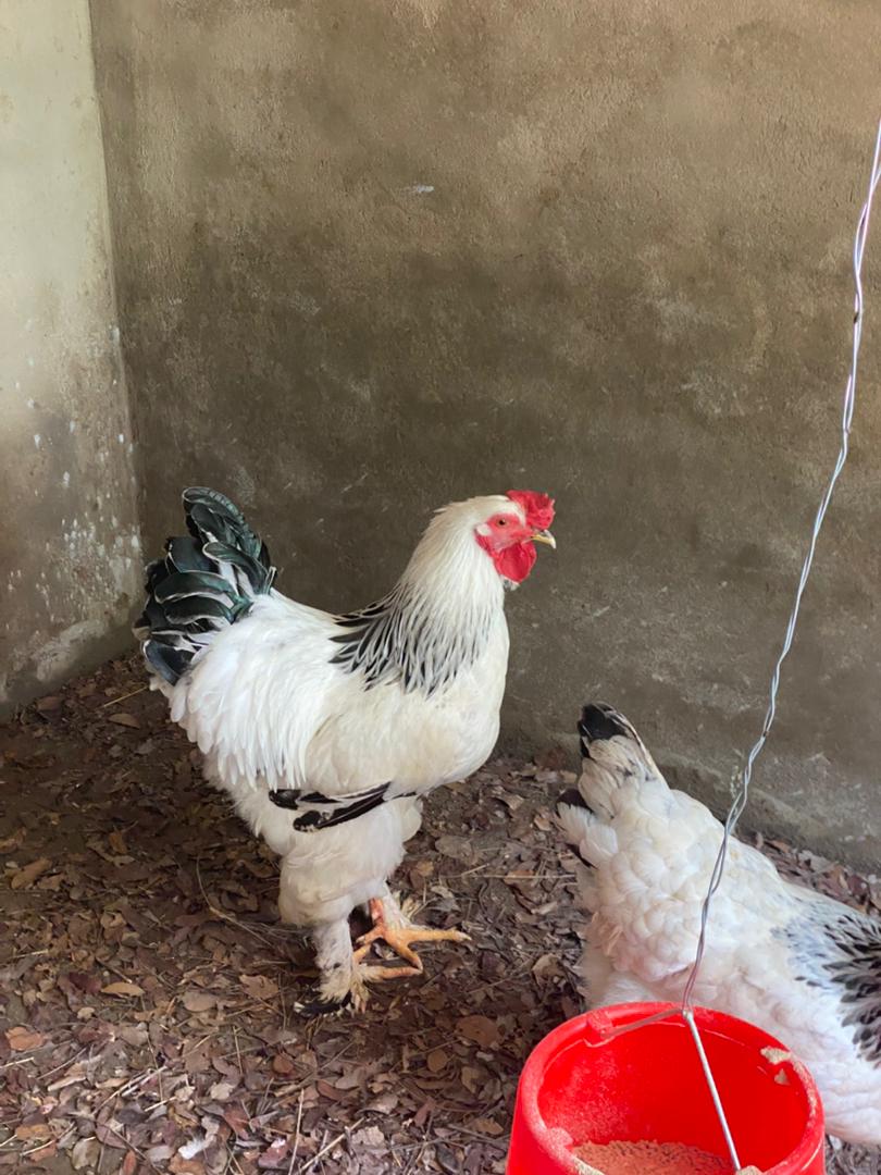 White rooster pair